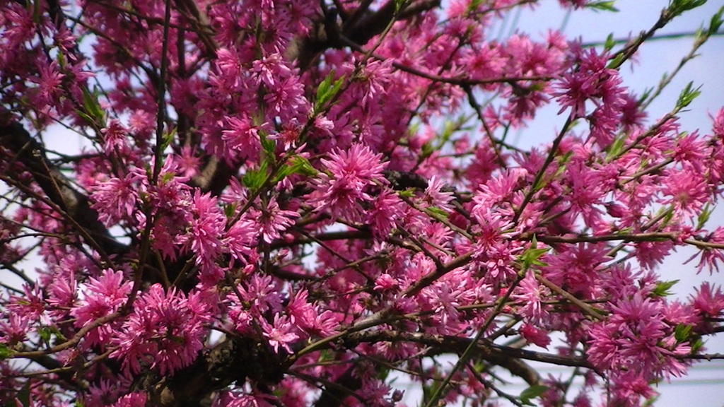 満開の菊桃