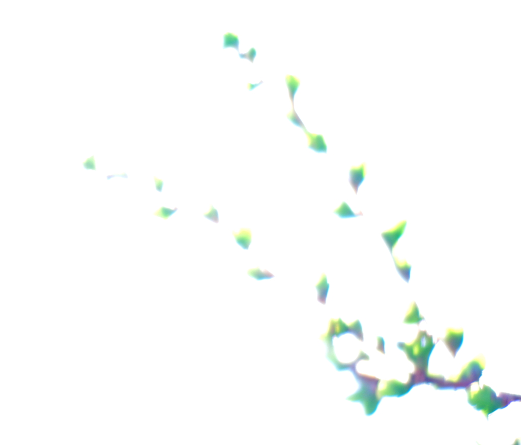雪柳の新芽コラージュ