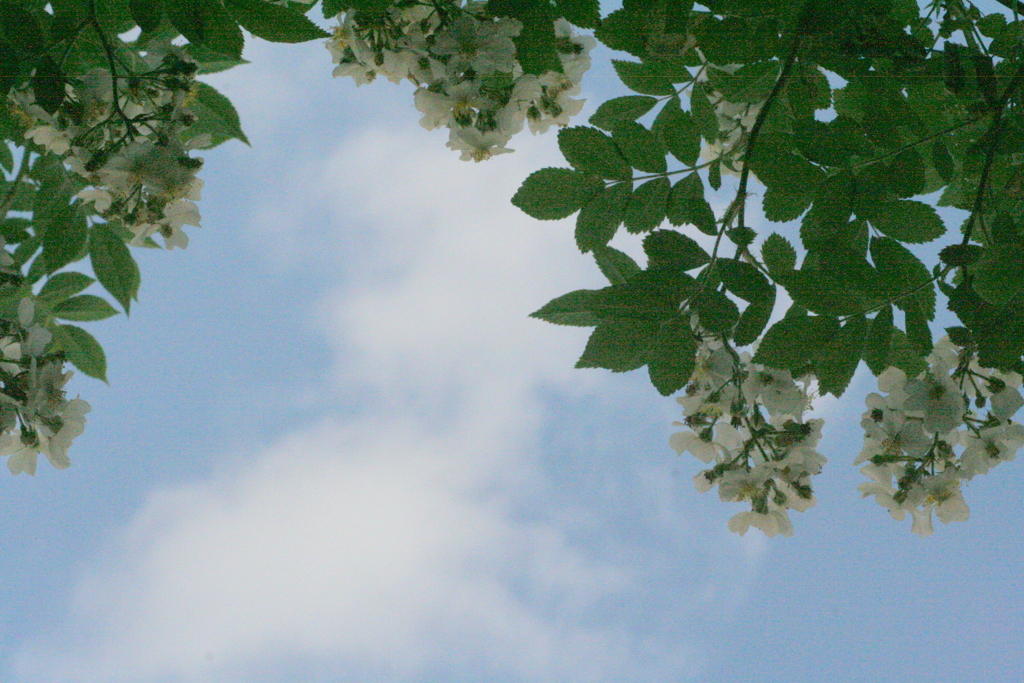 野薔薇と白雲