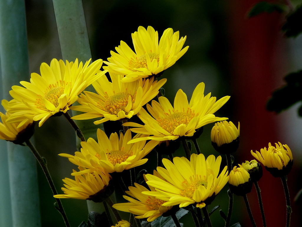 安行の黄色い菊