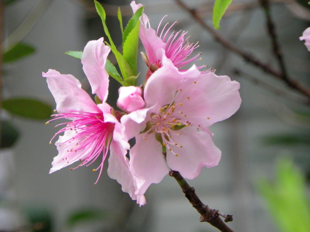 自宅の桃の花