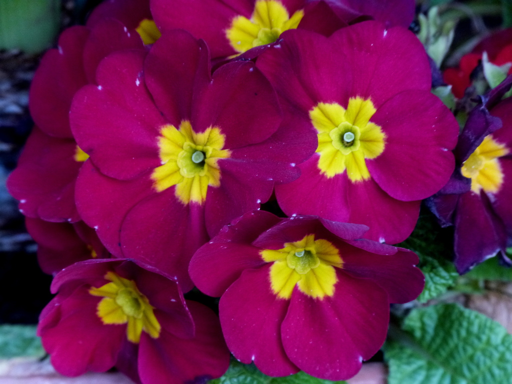 プリムラ・ポリアンサ