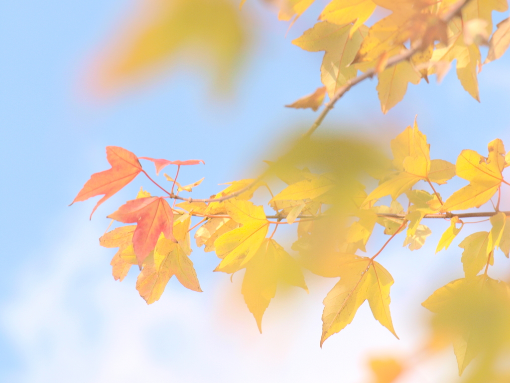 初冬の楓と白雲