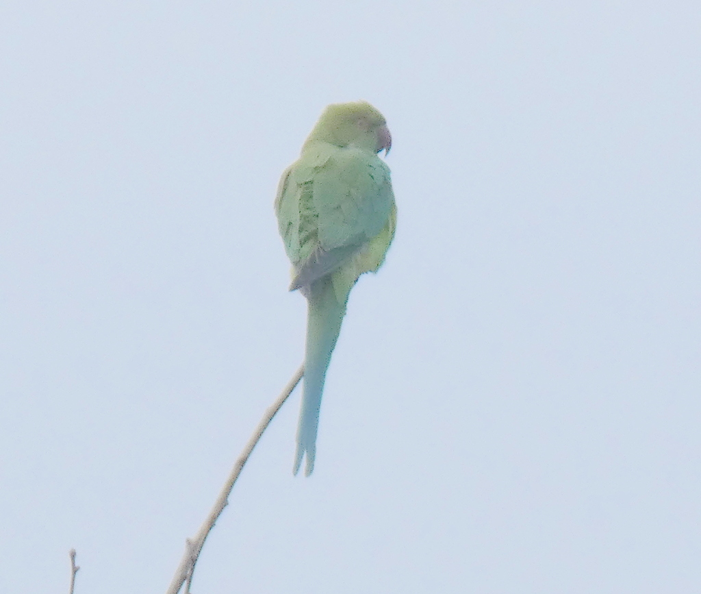 上野にも毎年、わかケホンインコが