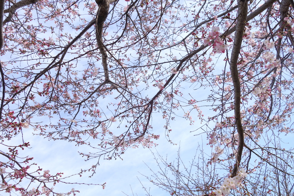 北区田端の神代曙桜