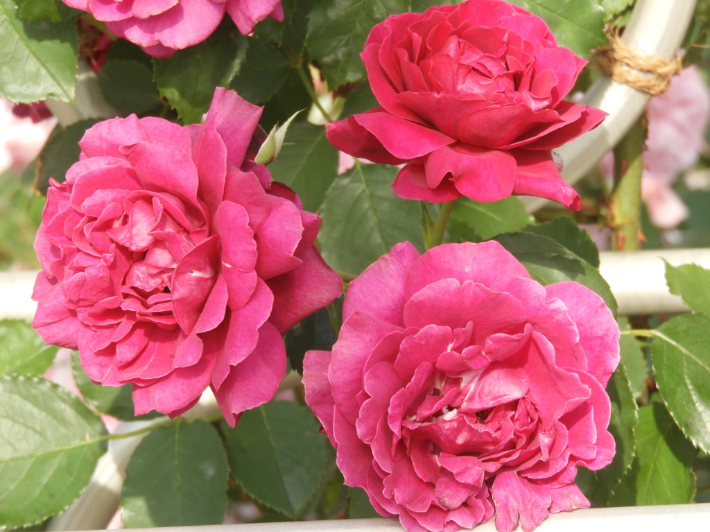薔薇・オデュッセア