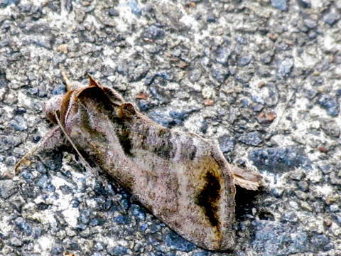 グロテスクなガ、ウリキンウワバかも