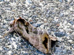 グロテスクなガ、ウリキンウワバかも