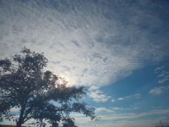 木のフィルターを活用して