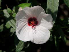 咲き始めたやのねぼんてんか