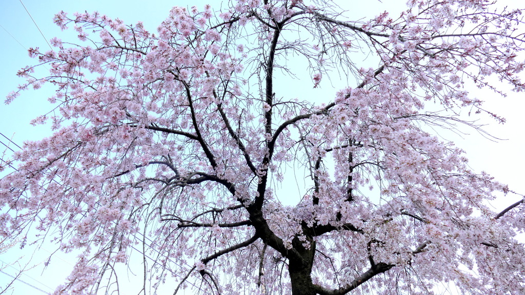 足立区荒川堤にある福島三春の滝桜