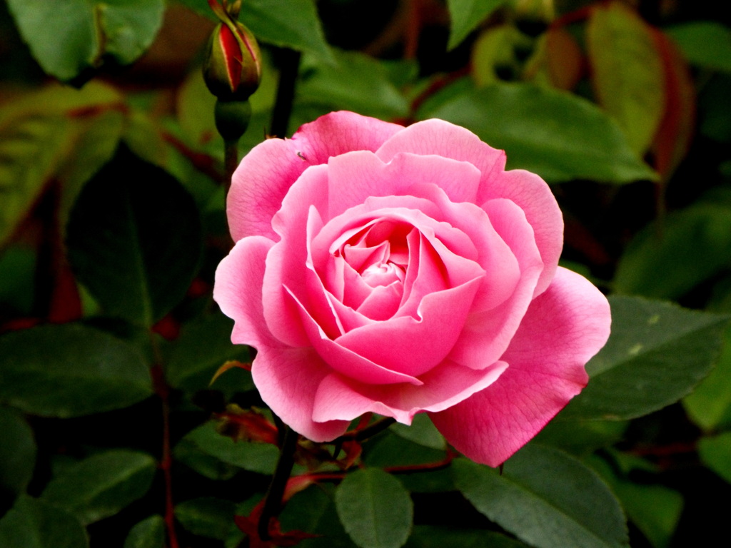 近所の薔薇