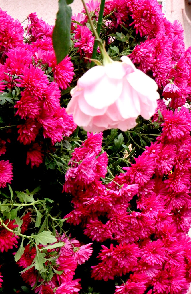ピンクの薔薇と赤い小菊