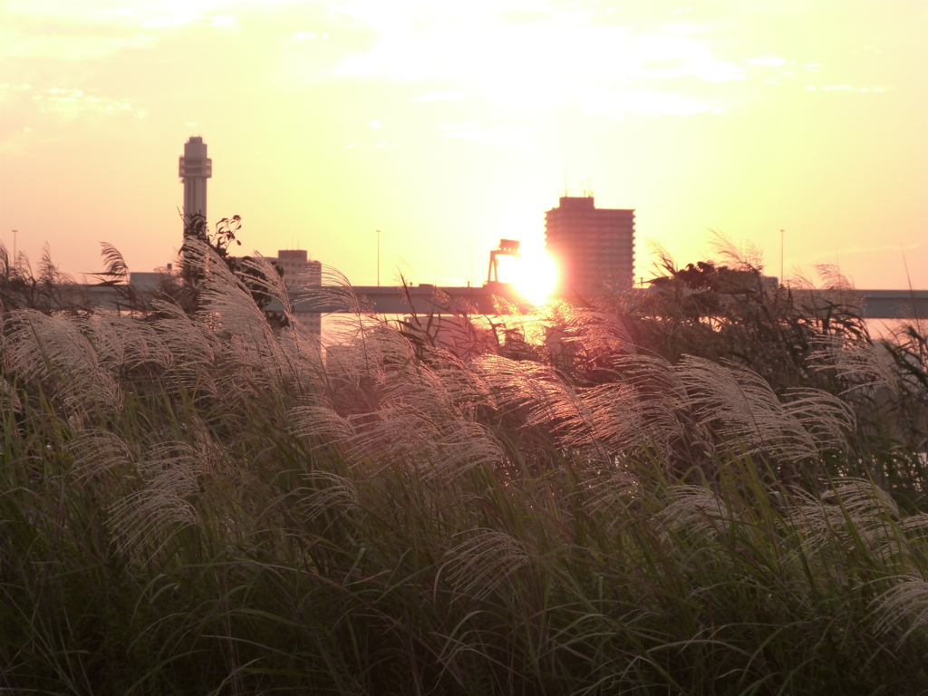 舎人ライナー高架上の落日