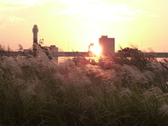 舎人ライナー高架上の落日