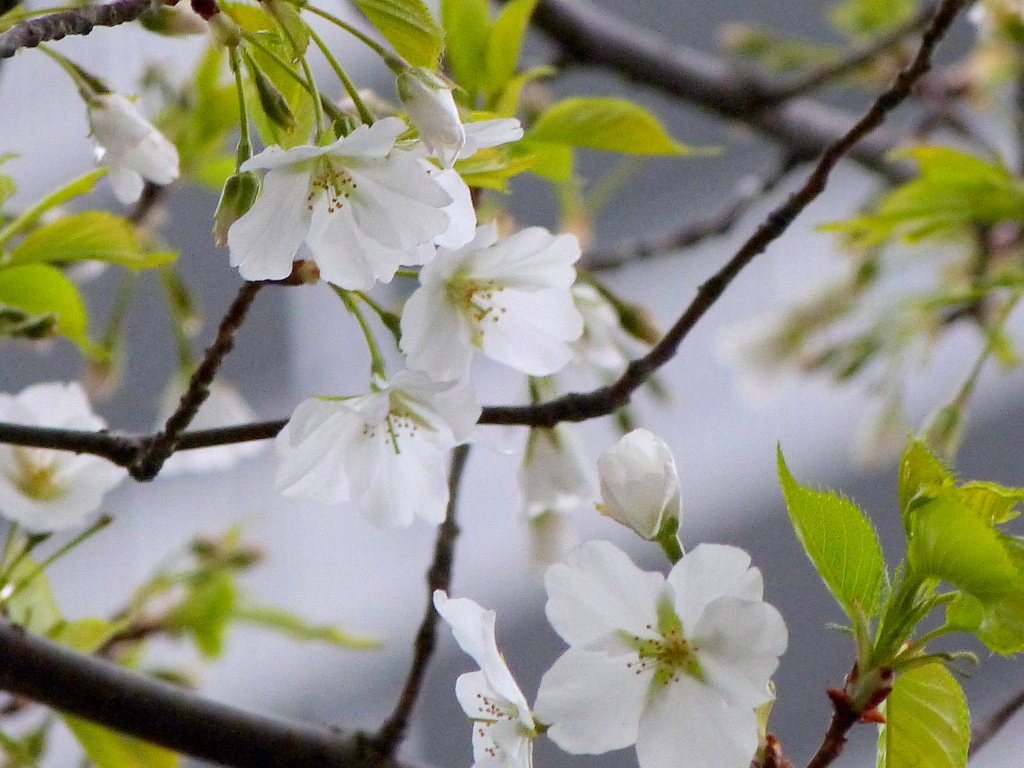 豊洲の大型スーパー裏の早咲き大島桜