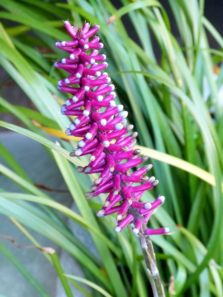 エクメア・ガモセパラ