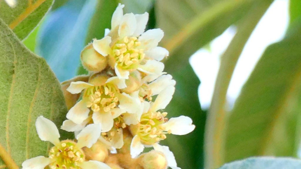 ふくわらいのようにさく