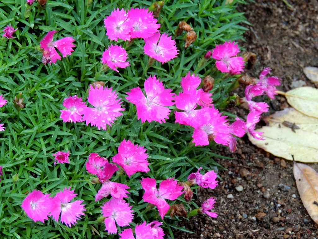 雨の東京千駄木の新しくなった病院の花壇のピンクのダイアンサスナデシコ