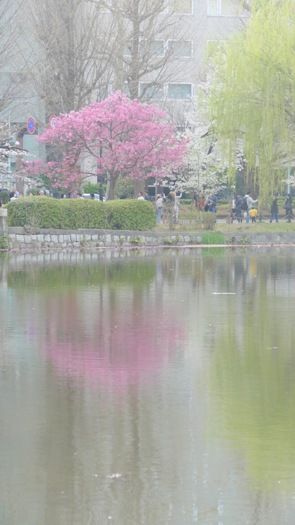 黄砂靄る陽光と柳の映る不忍池