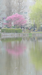 黄砂靄る陽光と柳の映る不忍池