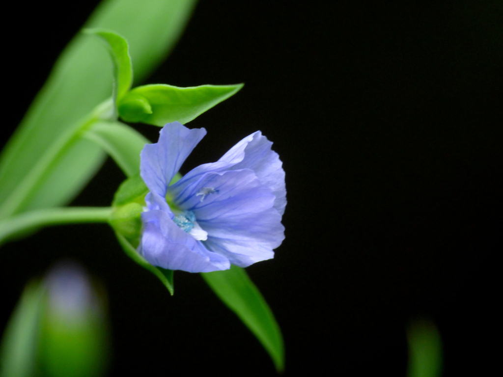 これは珍しい東京では一輪、国内では北海道しか咲かない、’ブルーフラックス’