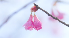 これもまた寒緋桜