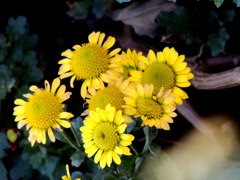 きいろのこぎく