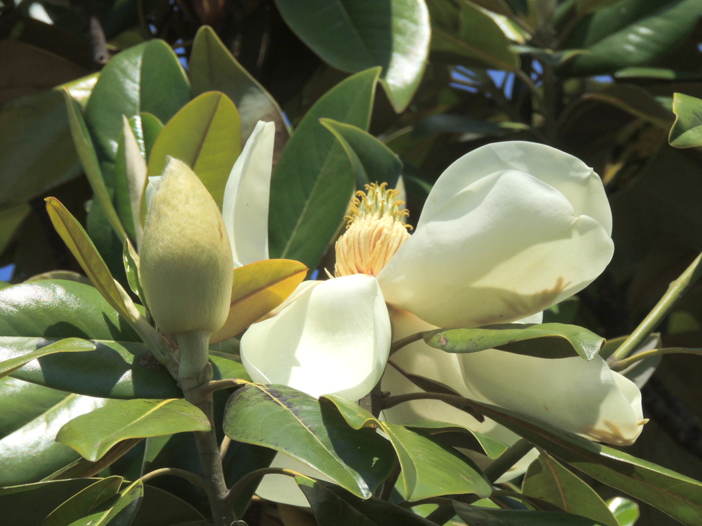 公園のタイサンボクの葉と蕾と花弁