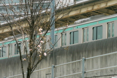 南千住に入る常磐線と街路の天の川桜