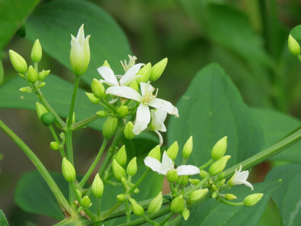 河原のセンニンソウ