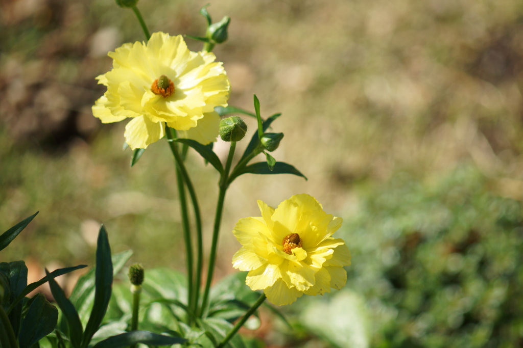 上野公園の花壇の黄色いラナンキュラス