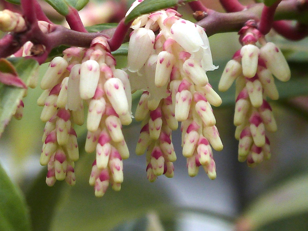 アメリカ岩南天の花