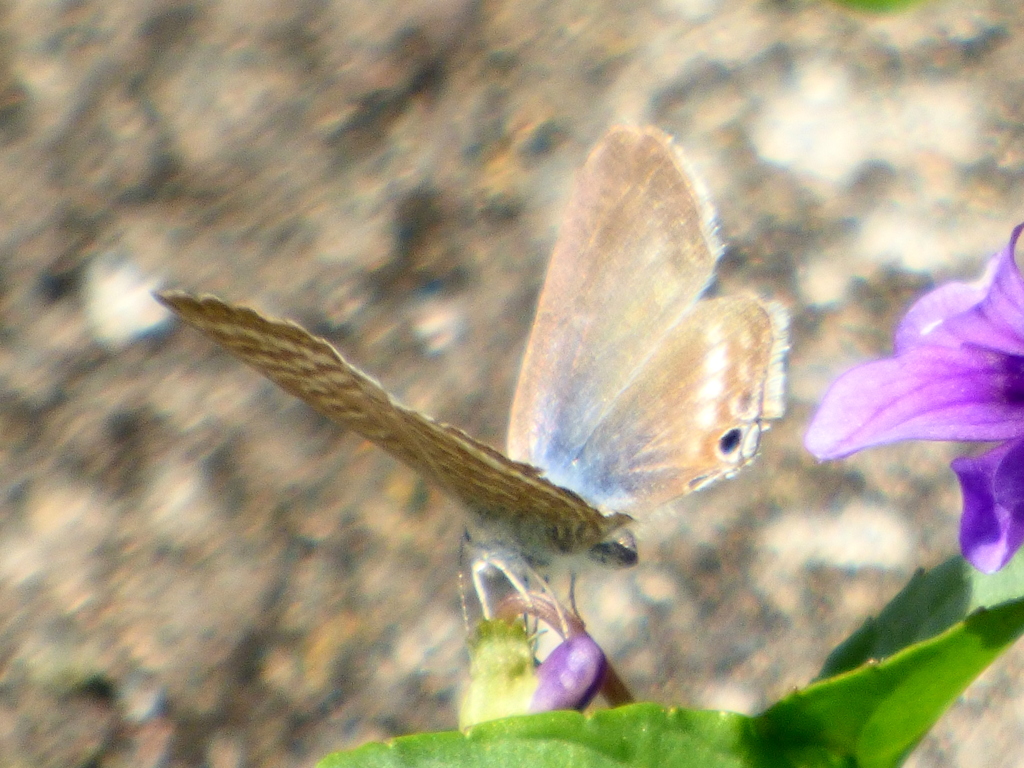 秋のノジスミレにウラナミシジミ
