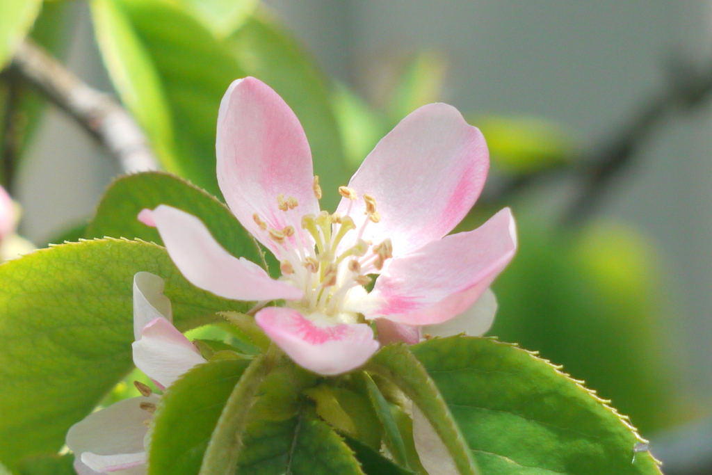 木漏れ日に花梨