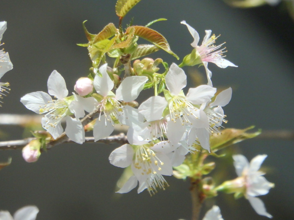 ヒマラヤザクラは小ぶりの花弁で薄ピンク