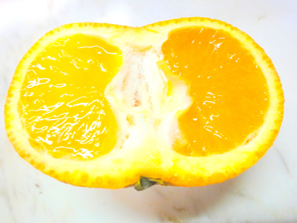 和歌山温州晩生ミカンの果肉