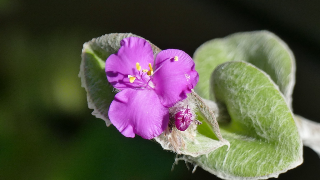 トラディスカンチア・シラモンタナの蕊