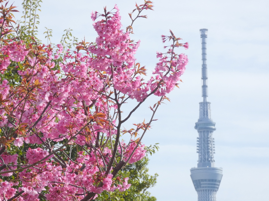 葉桜陽光と東京スカイツリー