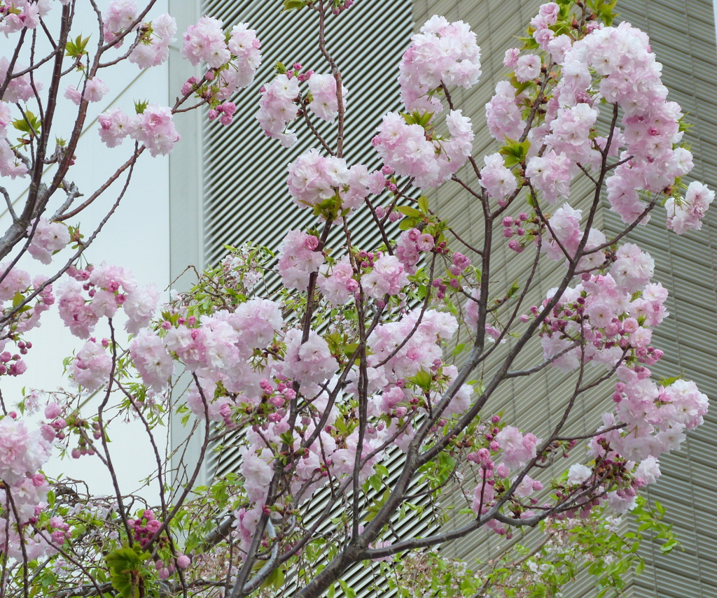 千住の土手にあるタワーの玄関の福禄寿桜