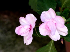 蓮華薔薇（レンゲバラ）