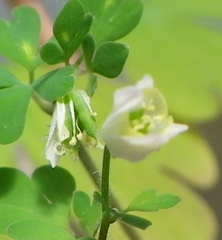 ひめうずの種の形成