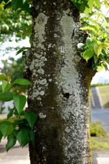 千住桜木の染井吉野の樹皮を覆うウメノキゴケ