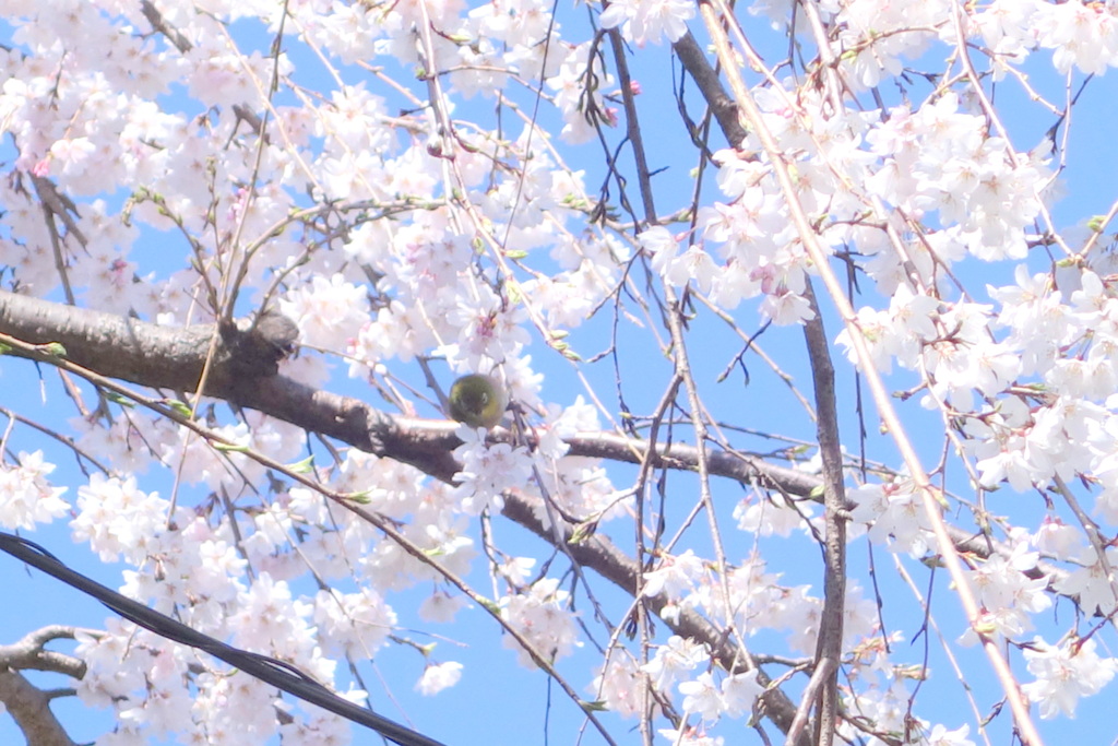 青空の白い枝垂桜