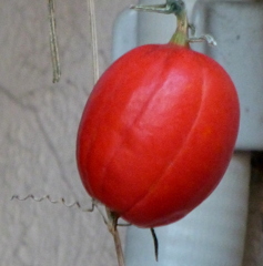 玄関の演出の烏瓜