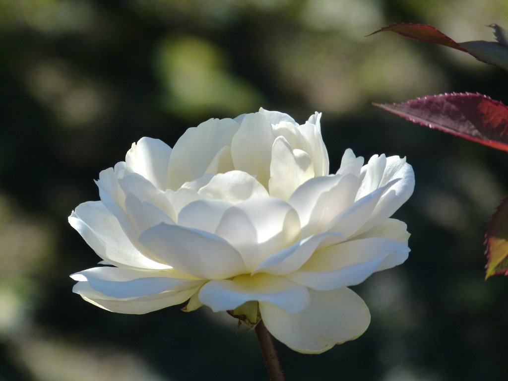 白い秋薔薇