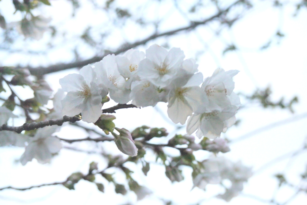 夕方の白妙桜