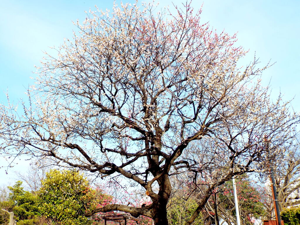 柳原千草園の梅・思いのまま