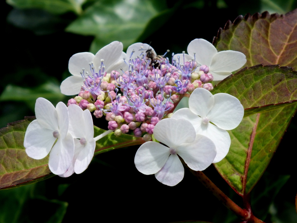 白い愕紫陽花
