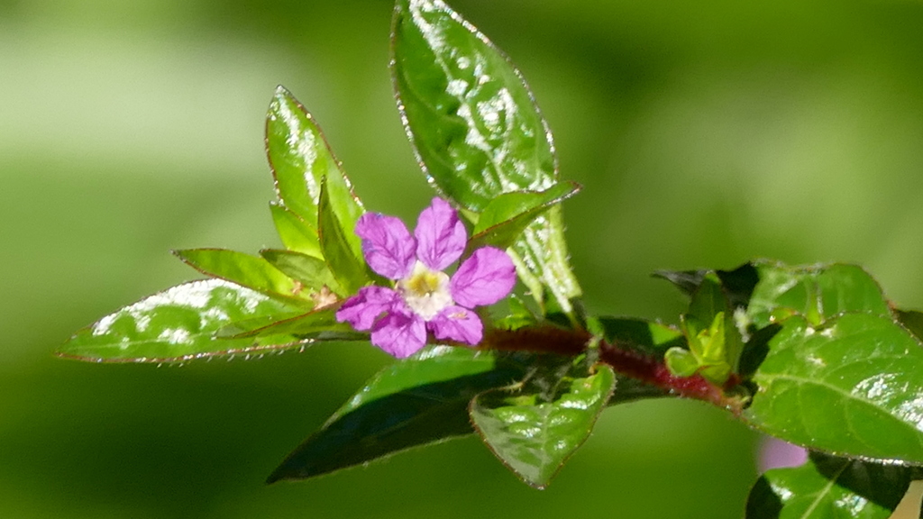 くふぇあのしべ